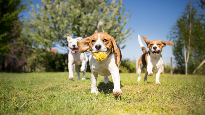 Pet Health